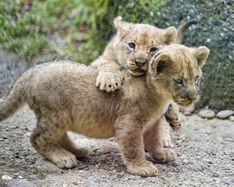 Playing cubs II | Second picture of the cubs playing togethe… | Tambako ...