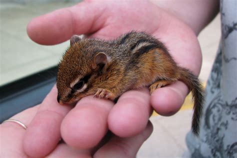 The Mews News: Chipmunk Baby