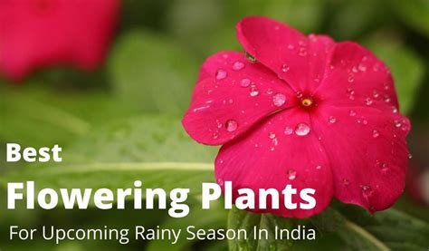 Top 10 Rainy Season Flower Plants In India