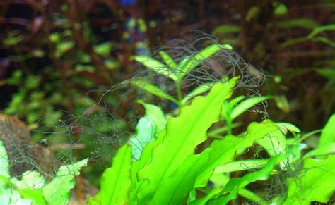 Identify and Destroy Staghorn Algae In Just 2 Days - FishLab