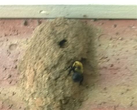 Carpenter Bee entering mud nest?? - Anthophora abrupta - BugGuide.Net