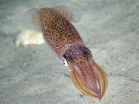 European Squid - Loligo vulgaris