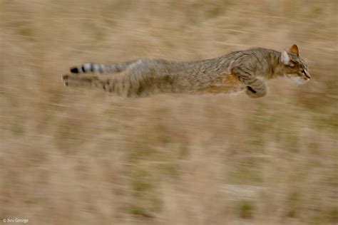 African Wildcat - Africa Geographic