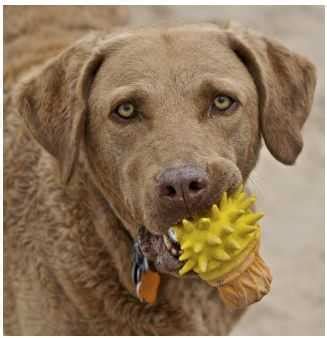 Photographing Fido: Dog Tips & Tricks from an Expert | FIDO Friendly