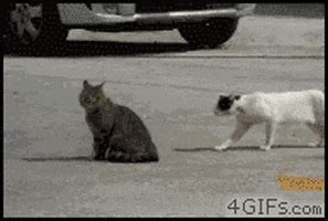 Cat Stalking GIF - Find & Share on GIPHY