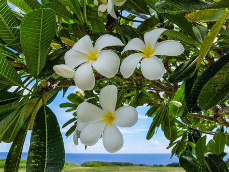 National Park of American Samoa — The Greatest American Road Trip