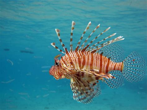 Invasive lionfish are delicious — but is it safe to eat them? | Oceana