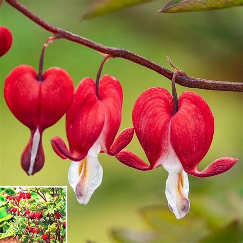 Shop Valentine Bleeding Heart | Shade Perennials | Breck's