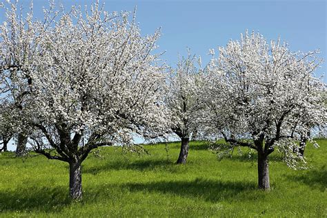 Apple Trees In Full Bloom #1 by Wilfried Krecichwost