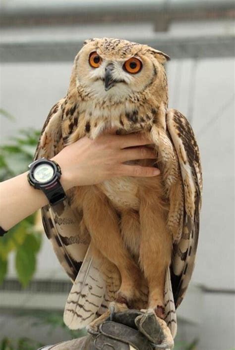 Lots Of Hilarious Pictures Of Owl Legs For You To Enjoy