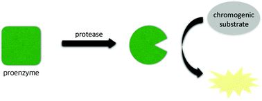 A colorimetric protease activity assay method using engineered procaspase-3 enzymes - Analytical ...