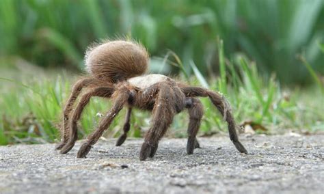 The Annual Tarantula Migration Is Starting In Colorado - A-Z Animals