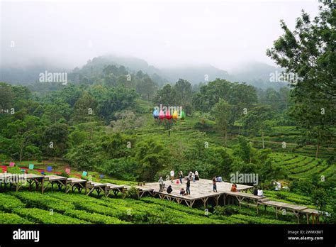 Gunung Mas Tea Plantation Park and Garden, Puncak, Cisarua, Bogor, West Java, Indonesia Stock ...