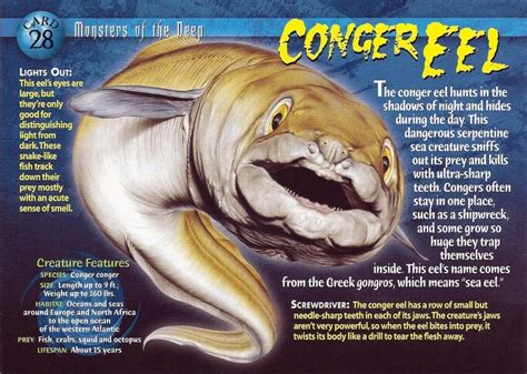 Conger Eel – "OCEAN TREASURES" Memorial Library