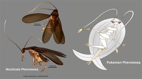 Novel cockroach species found in Singapore gets named after Pokemon