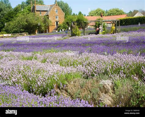 Norfolk lavender Heacham, Norfolk, England Stock Photo - Alamy