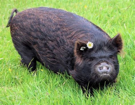 KuneKune pigs for grazing and weed control Cute Piggies, Farm Animals ...