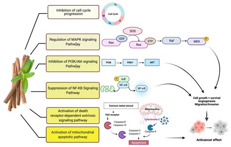 Plants | Free Full-Text | Glycyrrhiza glabra (Licorice): A Comprehensive Review on Its ...