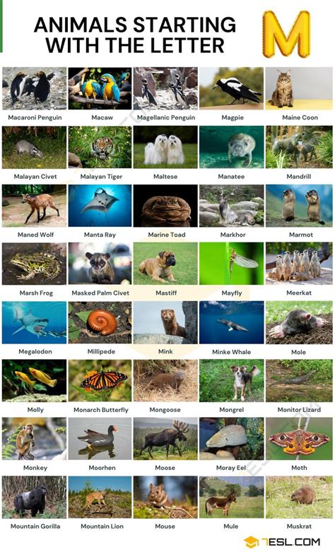 178 Animals that Start with M | List of Animals Beginning with M • 7ESL | Animals name in ...