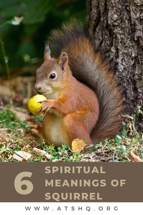 Squirrel Symbolism: 6 Spiritual Meanings of Squirrel