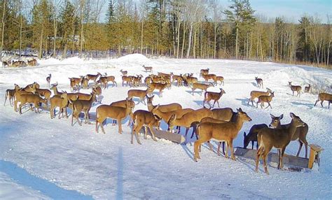 Brownville’s “Food Pantry for Deer” Trough View