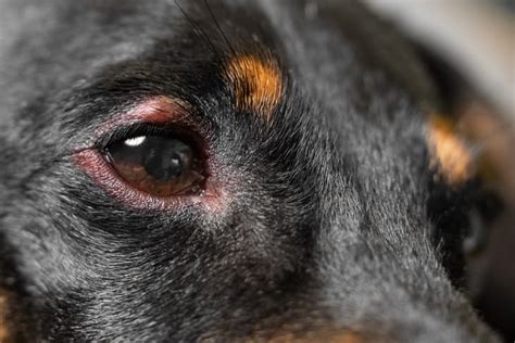 Eye Infections in Dogs: Symptoms and Treatment - Critter Culture