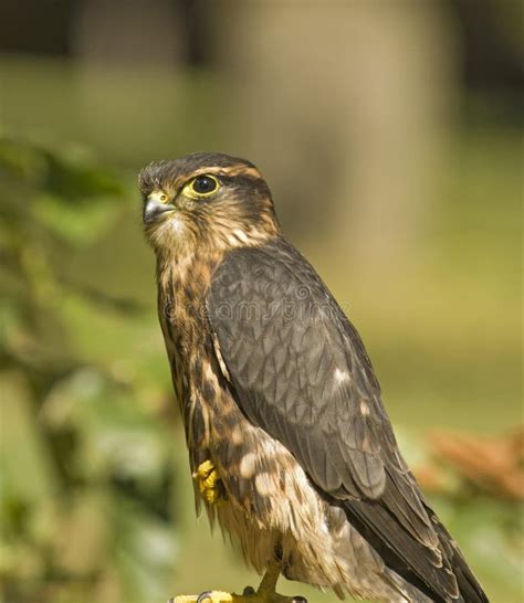 Merlin falcon stock photo. Image of merlin, plumage, bird - 13642142