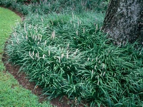 Creeping Lily Turf {50 Bare Root plants} | Ground cover plants, Lily ...