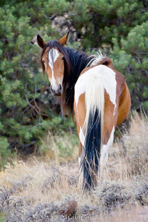 92 best images about American Mustang Horse on Pinterest | See more best ideas about Mustang ...