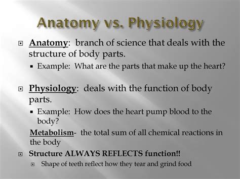 Anatomy and Physiology - ppt download