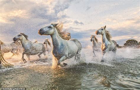 Wild horses galloping through a lake in the south of France are caught in majestic photos ...