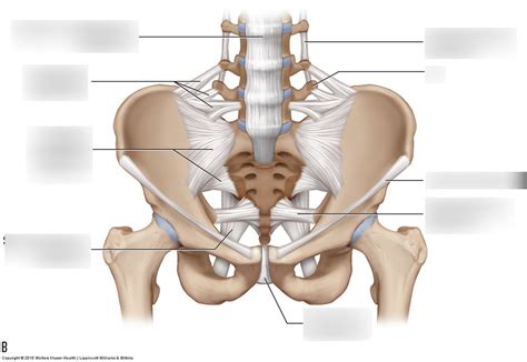 Pelvic Girdle ligaments Diagram | Quizlet