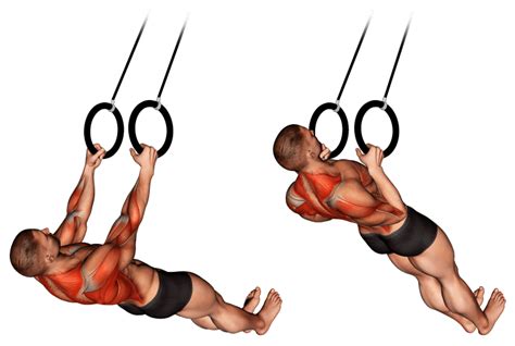 Suspended Row: Target Your Back, Biceps, and Core Effectively – Fitness Volt