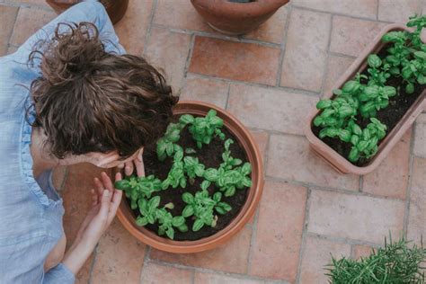 Vegetable Container Size Chart — San Diego Seed Company