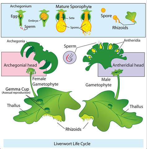 Bryophytes: Habitat, Classification, Characteristics, Economic ...