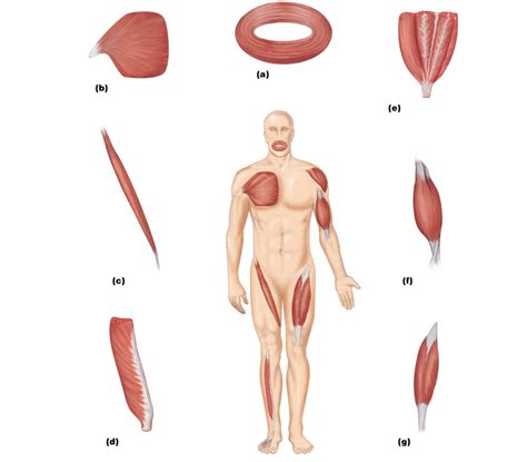 patterns of fascicle arrangement in muscles Diagram | Quizlet