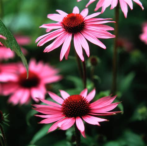 Purple Coneflowers #2 Photograph by Sheila Terry/science Photo Library ...