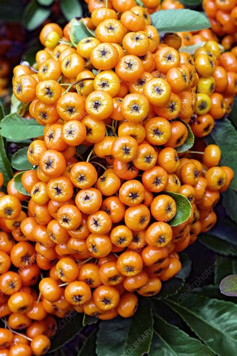 Pyracantha berries - Stock Image - B830/3568 - Science Photo Library