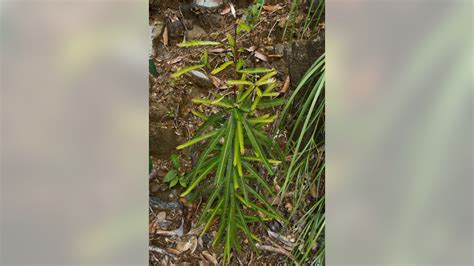 Scientists look to mine metals from plants | Fox News