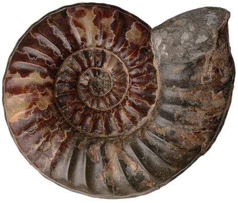 Types of Fossils | Amber Fossils | DK Find Out