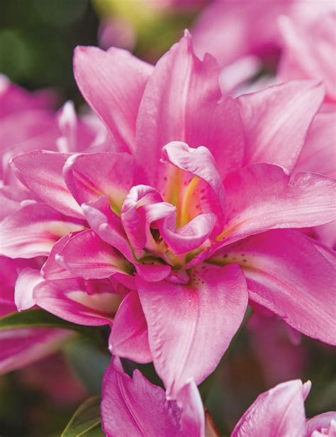 Double Oriental Lilies Double Surprise - Tesselaar