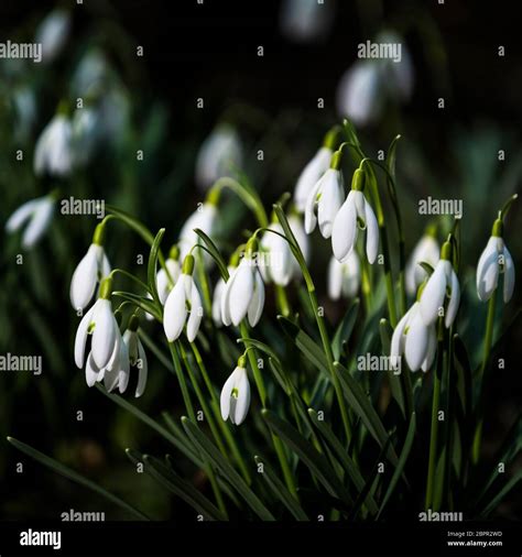 Flowers of snowdrops Stock Photo - Alamy