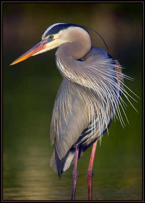 192 best Herons images on Pinterest