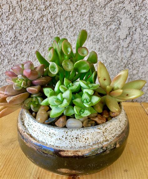 Mini succulent arrangement. | Succulent arrangements, Mini succulent arrangements, Succulents