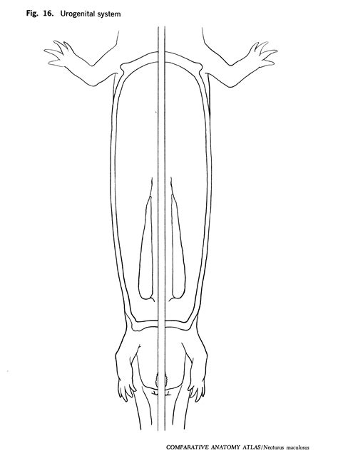 Comparative Anatomy Atlas: Necturus maculosus - Gans Collections and Charitable Fund