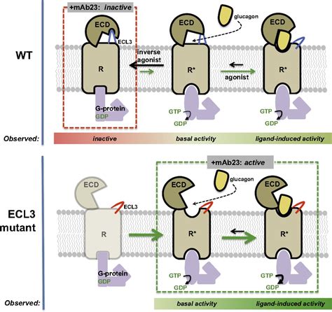 Molecular basis for negative regulation of the glucagon receptor | PNAS