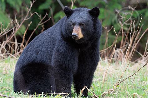 The Bears are Coming Soon to Banff and Jasper! | Canadian Rockies ...