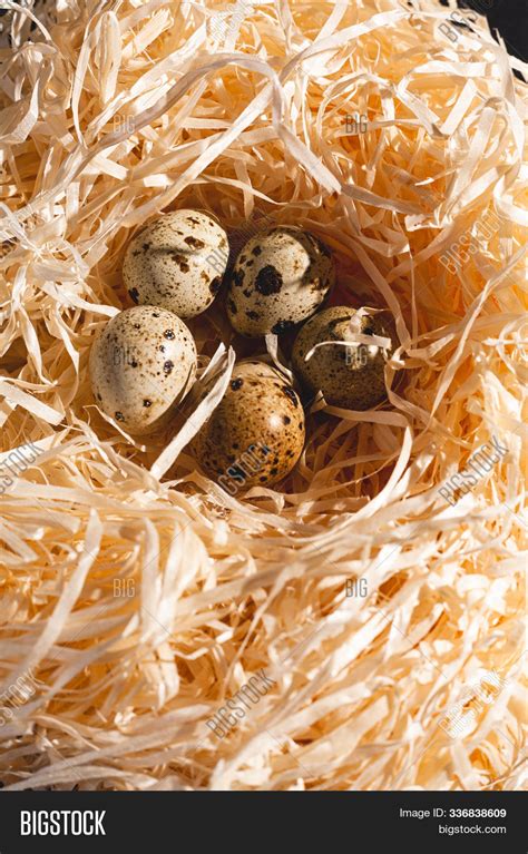 Nest Group Quail Eggs Image & Photo (Free Trial) | Bigstock