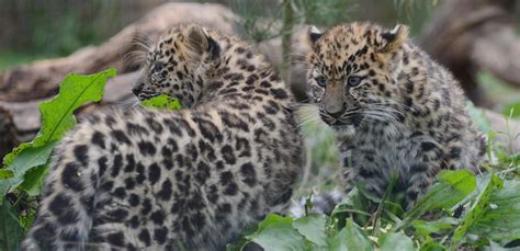 Critically endangered Amur leopard cubs make debut | News | Yorkshire Wildlife Park Foundation