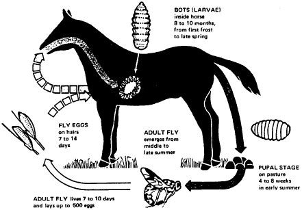 Bot Fly Eggs - They attach to the inside of the mouth... Ewww. Really ...